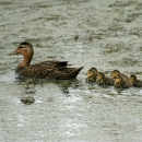 Mottled Duck swimming followed by ducklings