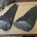 Band-tailed pigeon wings