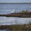 Wading bird stands in oil damaged marsh.