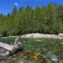 a clear creek with trees in the background