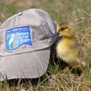 A yellow downy duckling stands next to a gray ballcap with the blue "Partners for Fish and Wildlife" logo on it. 