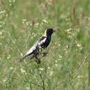 Bobolink resting on plant at Lacreek NWR