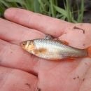 An open hand holds a pinkish-gold shiner with bright red fins and golden face. The fish is facing left.