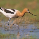 American avocet wading in wetland