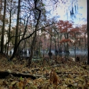 Black Bayou Lake National Wildlife Refuge in the Fall