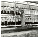 In this black and white photo from the 1960's, glass jars with fish eggs line a wall. In front of the wall is a concrete through full of water. A man in a U.S. Fish & Wildlife Service tends to an egg jar - his uniform patch can be seen on his left shoulder. 