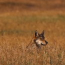 A gray wolf sitting in dried grass. Only the head and shoulders are visible.