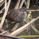 Virginia rail in wetland at Cokeville Meadows in fall of the year.