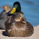 Mallards on rock Pahranagat NWR