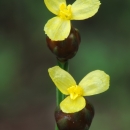 Two yellow flowers of the Tennessee Yellow-eyed-grass