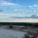 Dozens of white birds flying over a beach partially covered in shrubs.