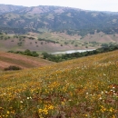 View of flower-covered slope with small lake in the background.