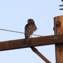 Hawk on Powerline Pahranagat NWR