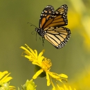 Monarch butterfly hovering above blooming sylphium