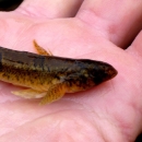 Snail darter in hand.