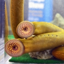 Adult sea lamprey suctioning their mouths on the inside of a tank