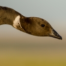 Head shot of goose with black head and beak and white ring of feathers around neck