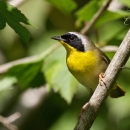 Common Yellow throat