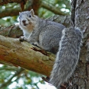 Squirrel sitting in tree