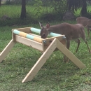 A small deer visits a feeder while another grazes in the background.