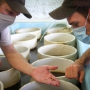 Biologists visually inspect juvenile mussels