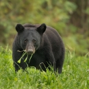 A large adult black bear plodding across a grassy field with vegetation in its mouth