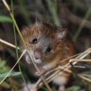 New Mexico meadow jumping mouse feeding on grass