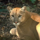 Florida Panther