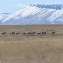 Herd of pronghorn running across a grassy plain, with snowy mountains in the background.