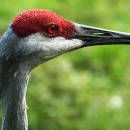 Side view of adult Mississippi sandhill crane with its characteristic red crown and white cheek patch.