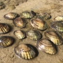 Photo of a fourteen Texas fatmucket mussels resting above a sand and algae streambed on a sunny day