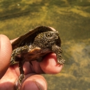 Baby flattened musk turtle being held. Its the size of the persons thumb.