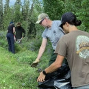 two sets of 2 people pulling and pulling invasive bird vetch