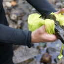 A person wearing a wetsuit holds an eastern hellbender, wet after being pulled from the water, in two hands. The person's arms and hands and the salamander are visible, along with a yellow mesh fabric that's partially wrapped around the hellbender.