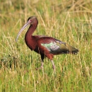 White-Faced Ibis