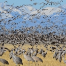 Greater sandhill cranes fill the land and air at Monte Vista National Wildlife Refuge in Colorado