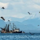 Birds surround two herring fishing boats