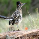 A medium-size bird with black and white feathers and a long tail standing on a rock in a field