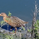 A medium-size brown, gray and black birds standing in shallow blue water with sparse vegetation in the foreground