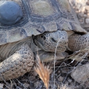 Desert Tortoise