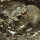 a small rodent with a long thin tail and large rear feet