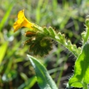 The flower head of the large-flowered fiddleneck shows the fiddleneck shape