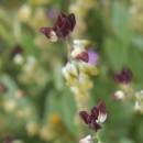 Close-up of the small, dark purple blooms of California jewelflower