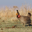 Lesser prairie-chicken on a lek in the Red Hills of Kansas