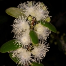 Close up of the green leaves and white flowers of a tree.