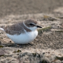 Western snowy plover 