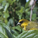 An ʻakekeʻe Birds perches on a green branch. It has a yellowish-green body with a tiny black eye.