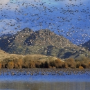 ducks and geese flying in air and in water. mountains in background