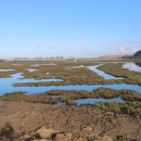 View of California's Elkhorn Slough 