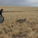 A woman opens the door on a crate and Mexican wolf runs out into a field of grass.